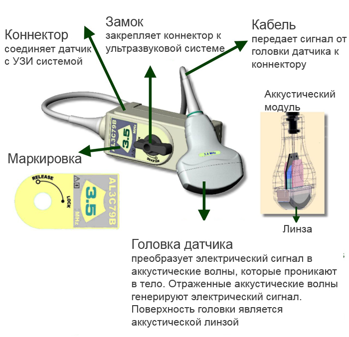 анатомия 1